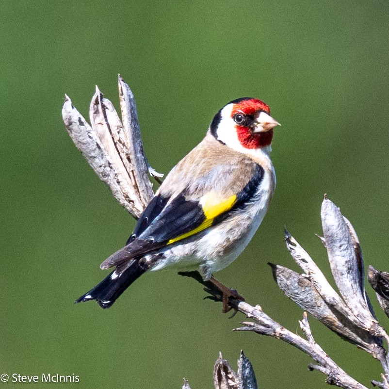 European Goldfinch - ML646153837