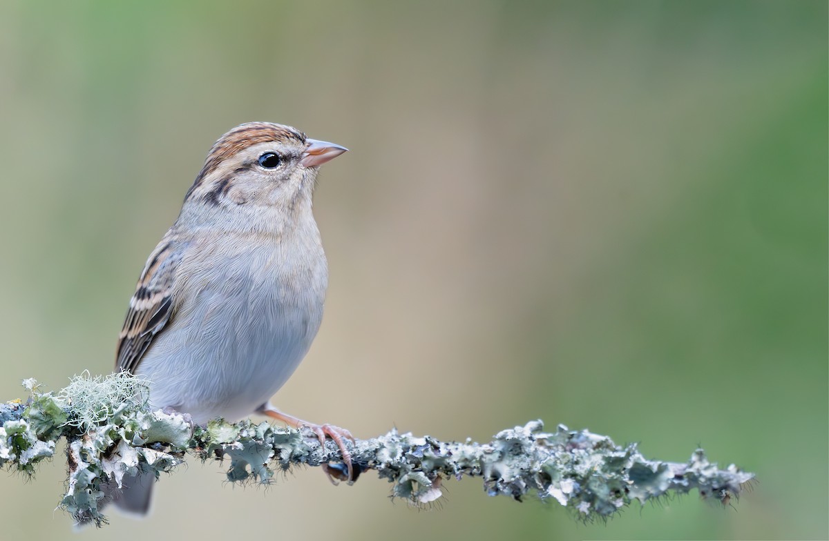 Chipping Sparrow - ML646153838