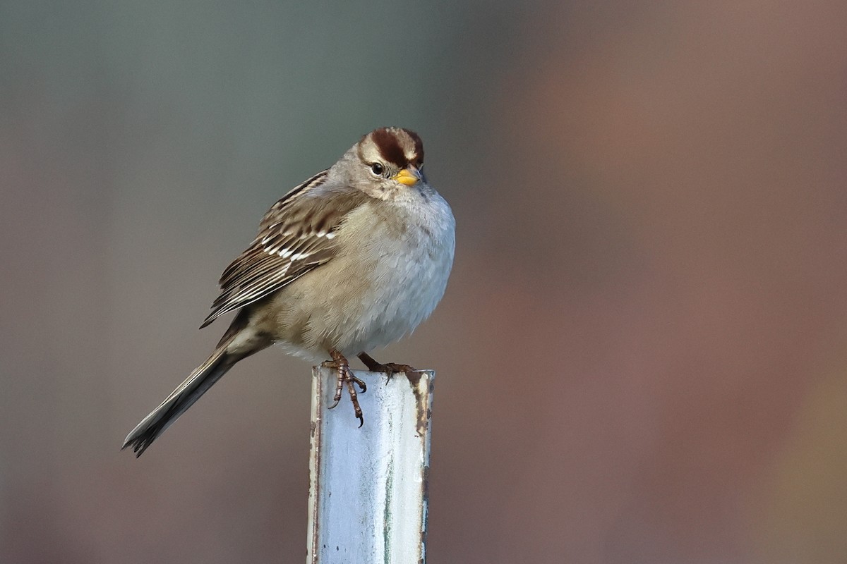 White-crowned Sparrow - ML646153839