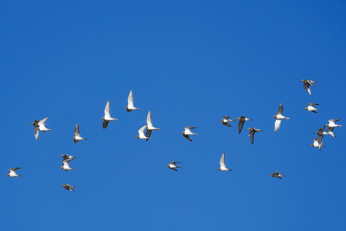 Killdeer - ML646153840