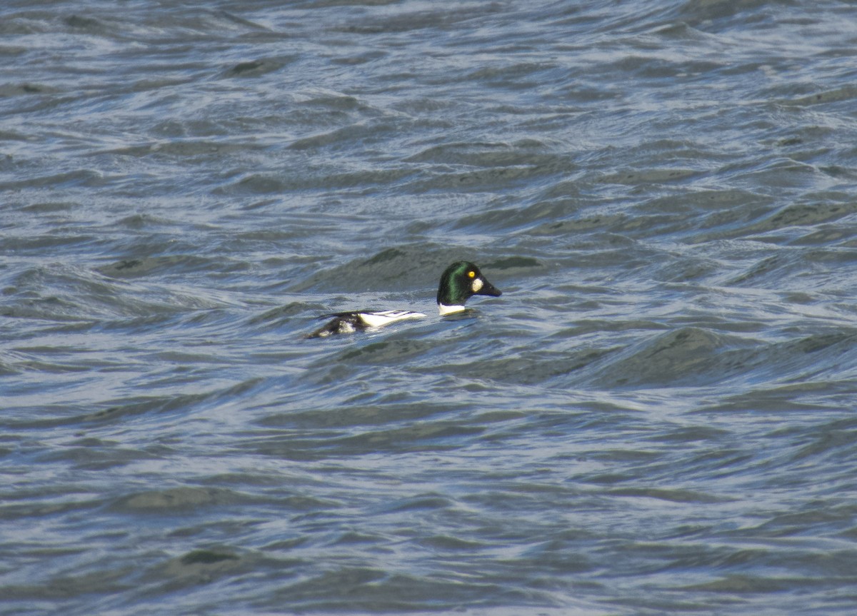 Common Goldeneye - ML646153846