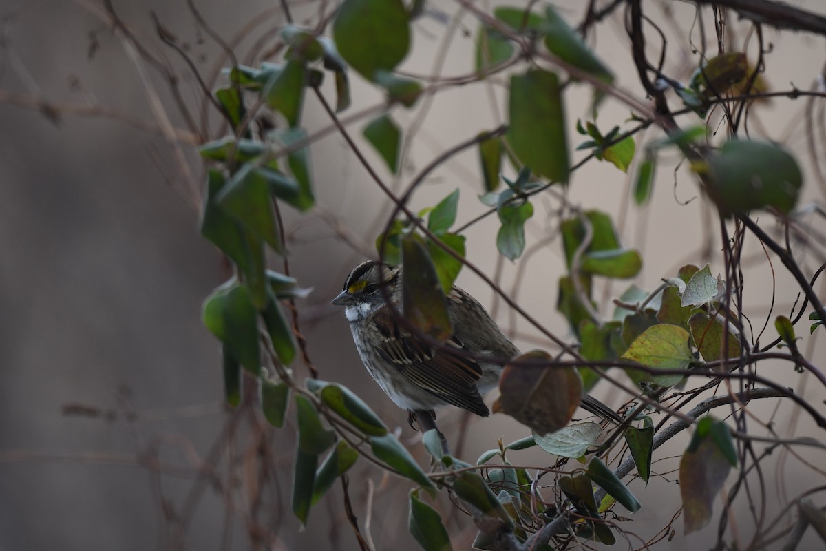 White-throated Sparrow - ML646153850