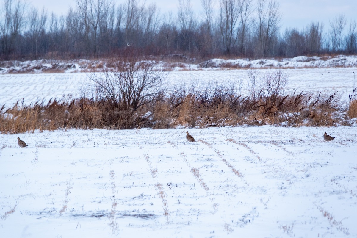Greater Prairie-Chicken - ML646153851