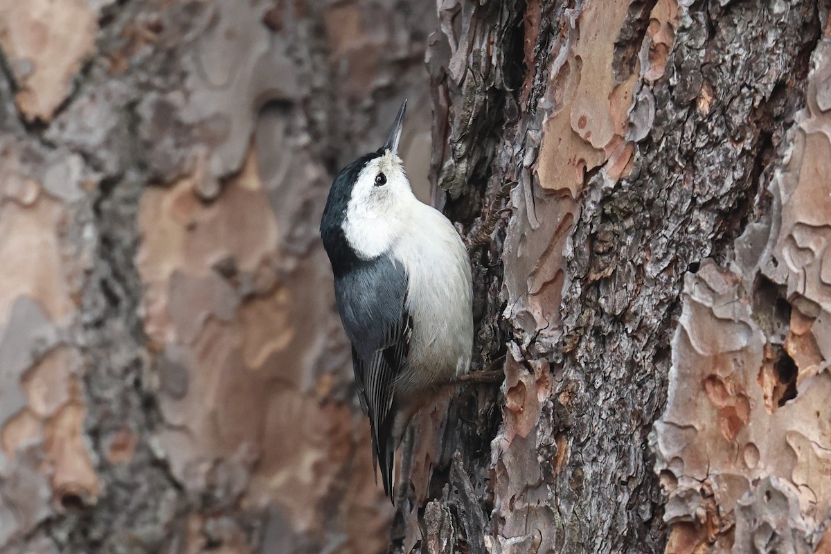 White-breasted Nuthatch - ML646153852
