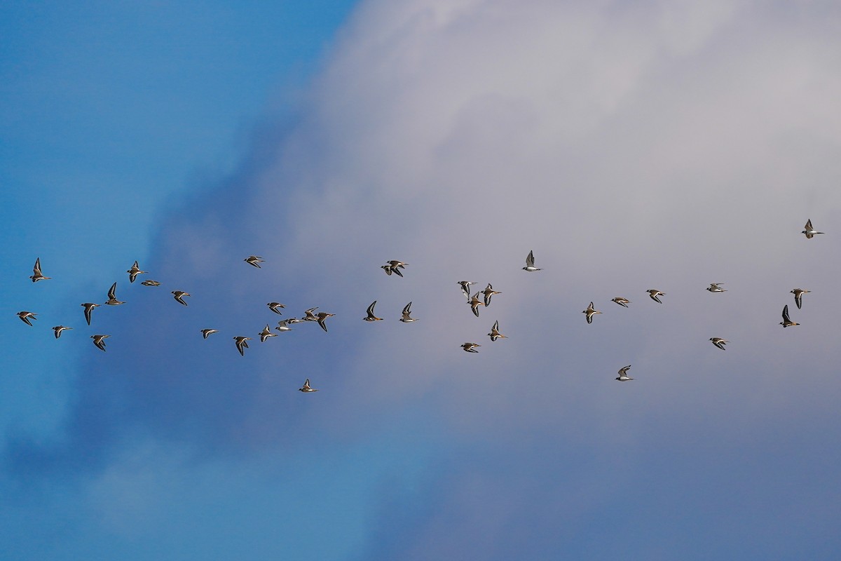 Kildir txirritxoa - ML646153854