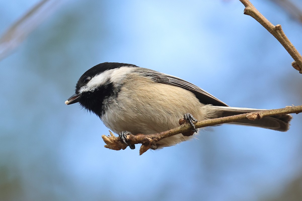 sýkora černohlavá - ML646153860