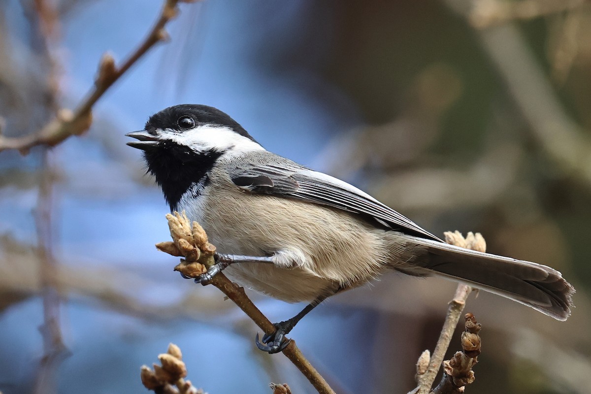 sýkora černohlavá - ML646153862