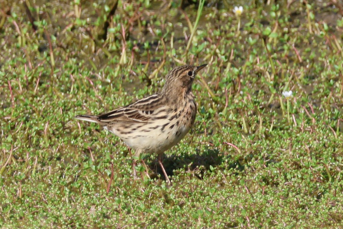 Red-throated Pipit - ML646153867