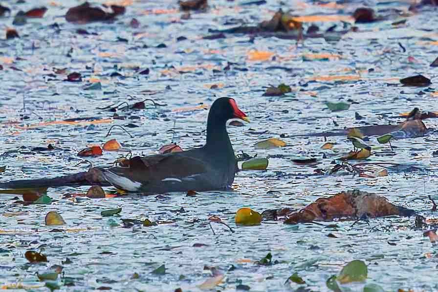 slípka americká - ML646153868