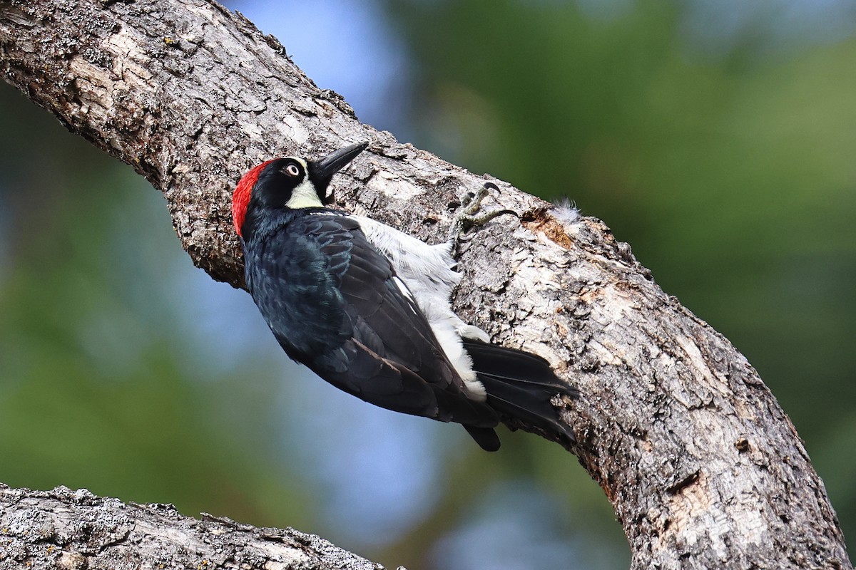 datel sběrač - ML646153870