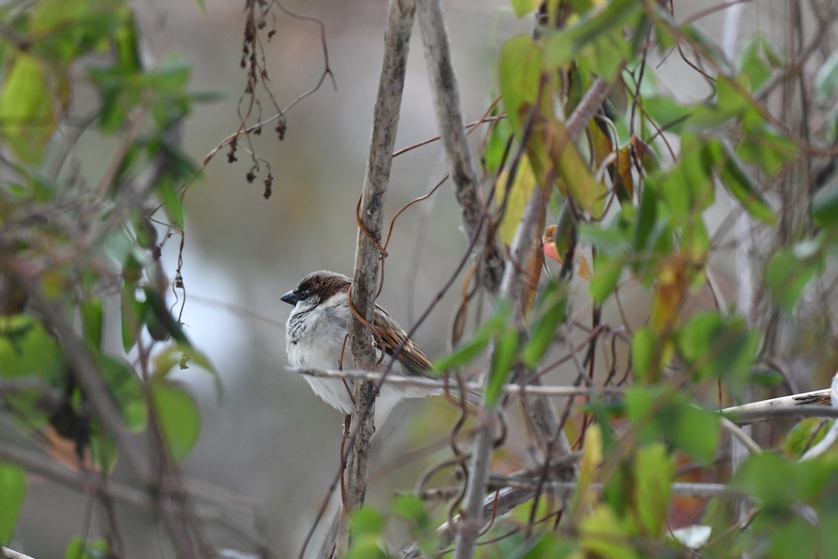 House Sparrow - ML646153871