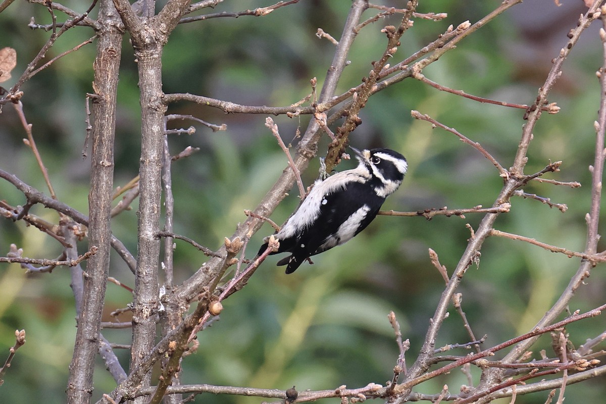 strakapoud osikový - ML646153876