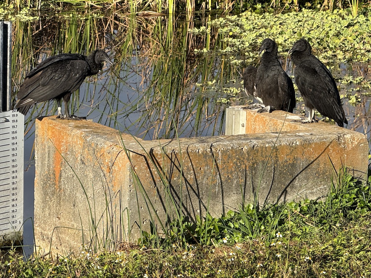 kondor havranovitý - ML646153877