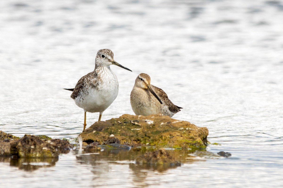 slukovec dlouhozobý - ML646153878