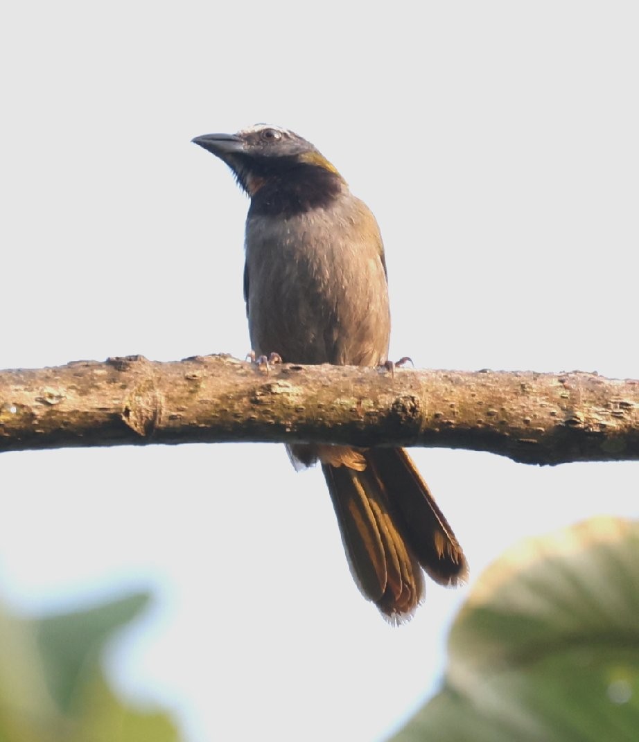 Buff-throated Saltator - ML646153879