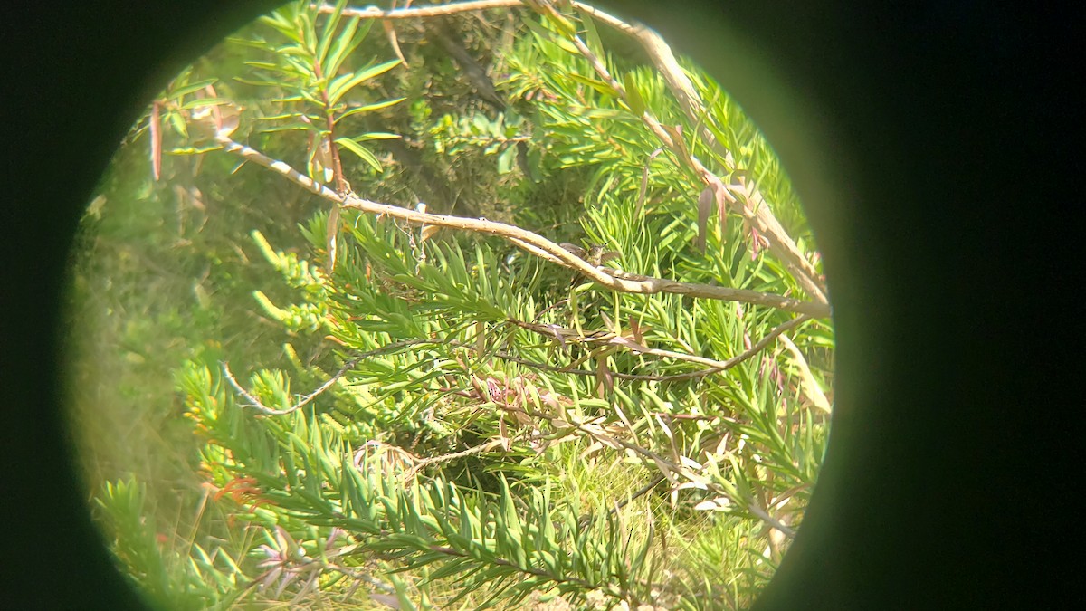 ベニイタダキハチドリ - ML646153881