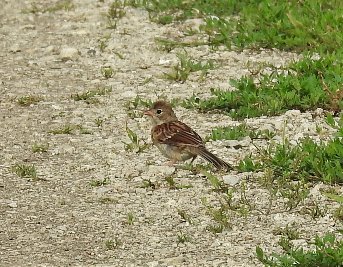 Field Sparrow - ML646153884