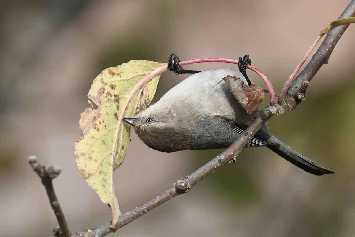 mlynařík americký - ML646153885