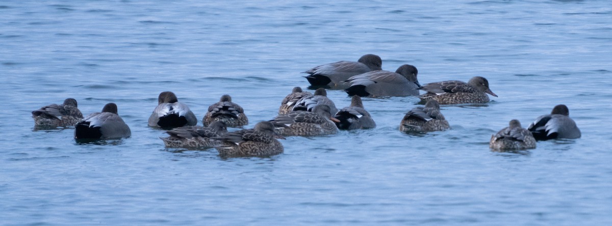 Серая утка - ML646153892