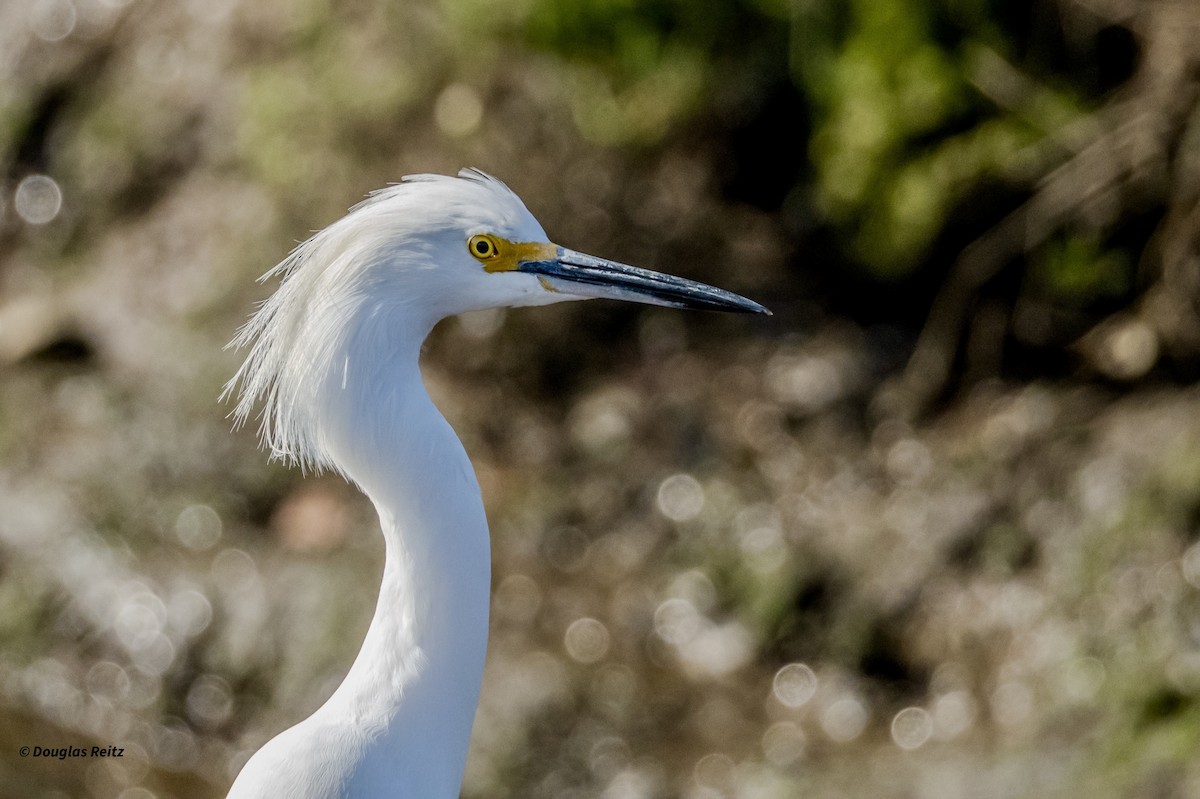 Snowy Egret - ML646153893