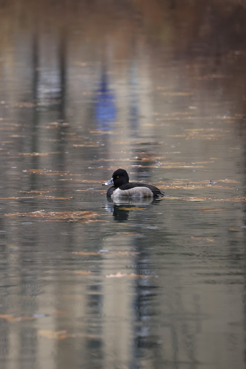 Ring-necked Duck - ML646153894