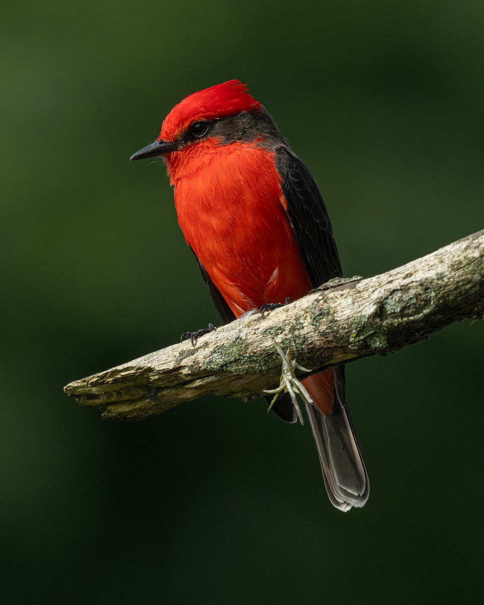 Vermilion Flycatcher - ML646153899