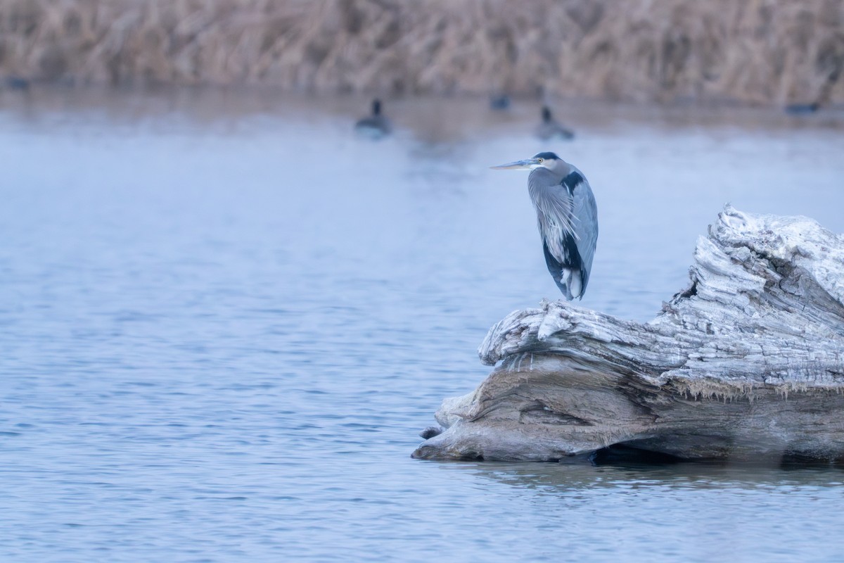 Great Blue Heron - ML646153900