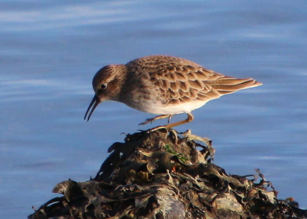 Least Sandpiper - ML646153903