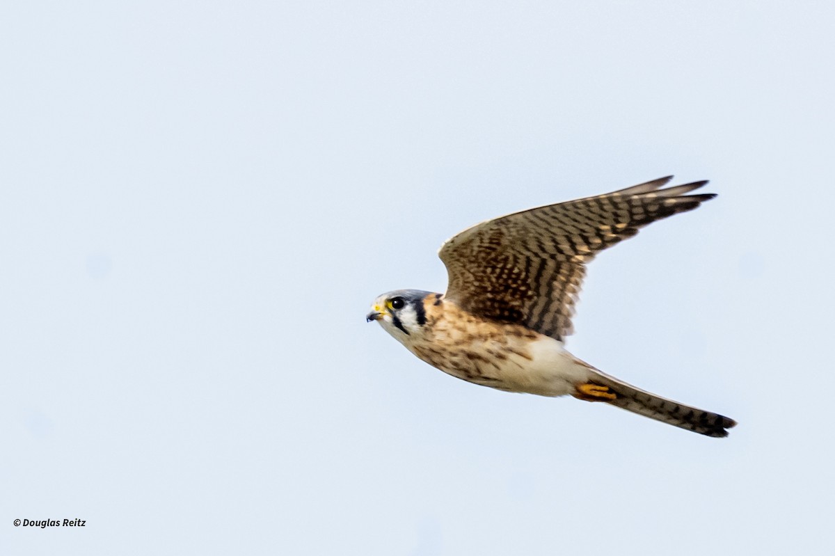 American Kestrel - ML646153904