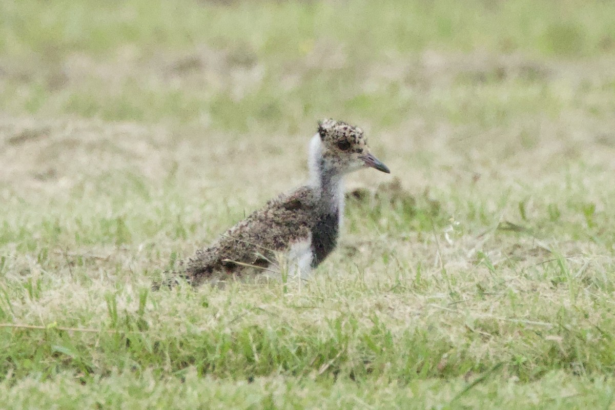 Southern Lapwing - ML646153906