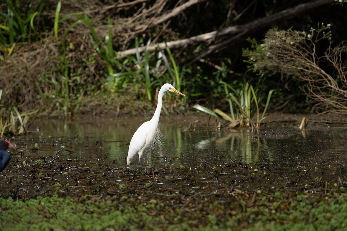 Plumed Egret - ML646153907