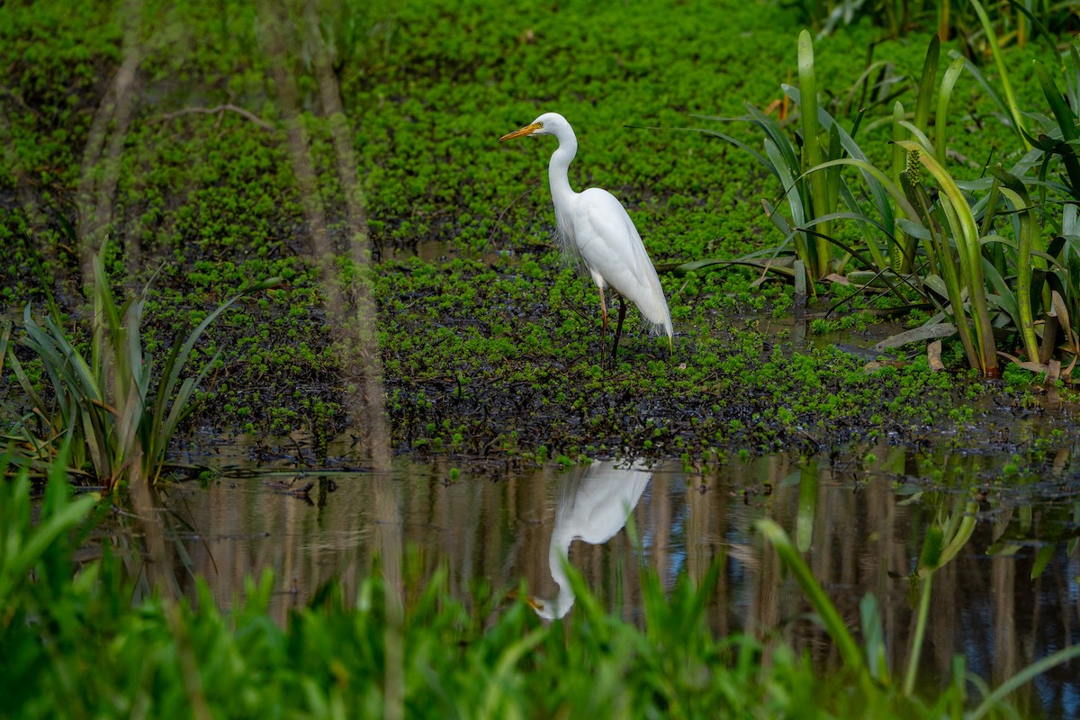 Plumed Egret - ML646153910