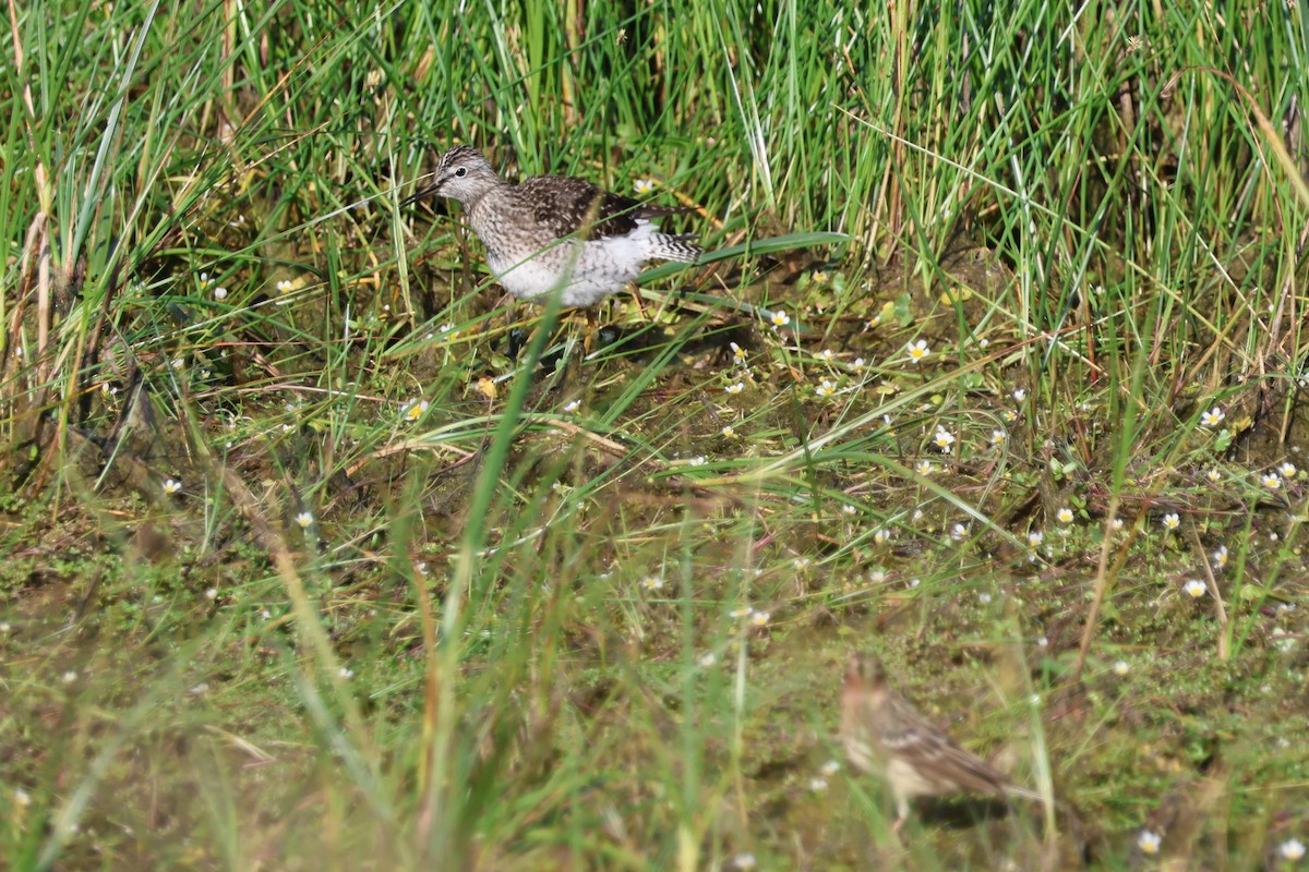 vodouš bahenní - ML646153914