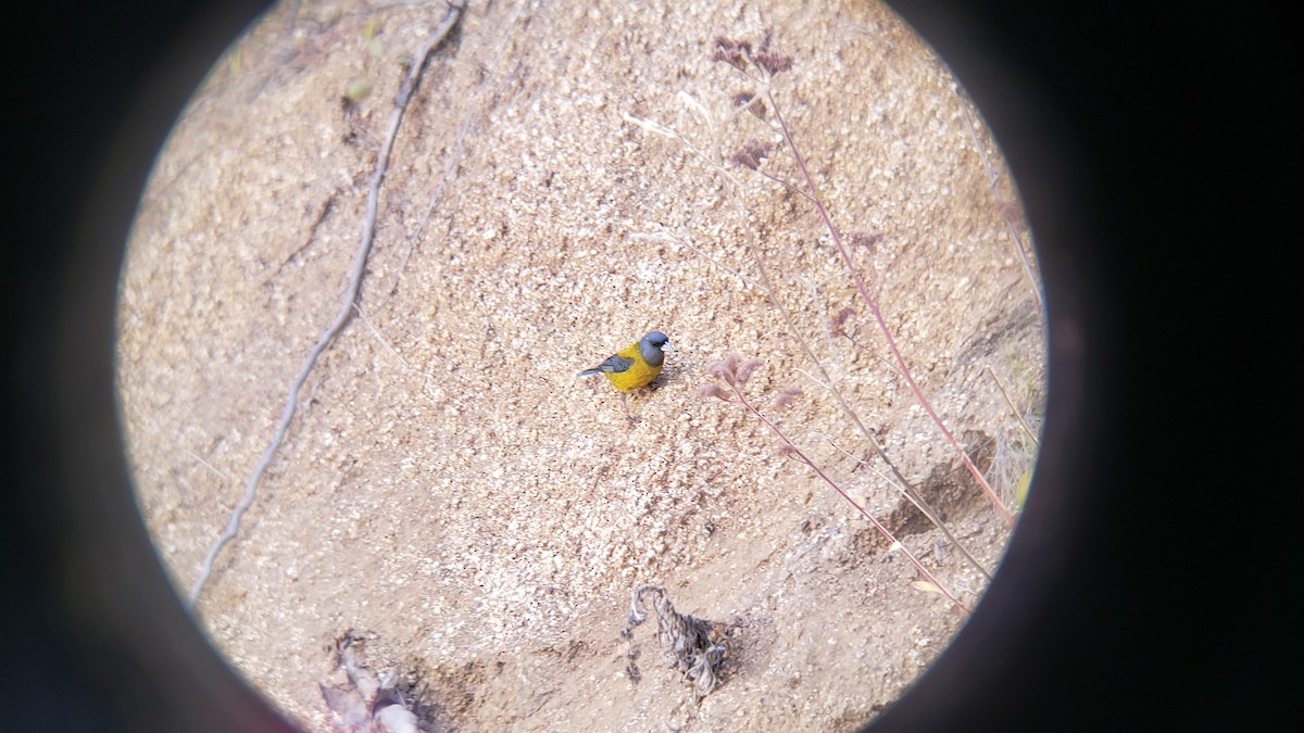 Gray-hooded Sierra Finch - ML646153915