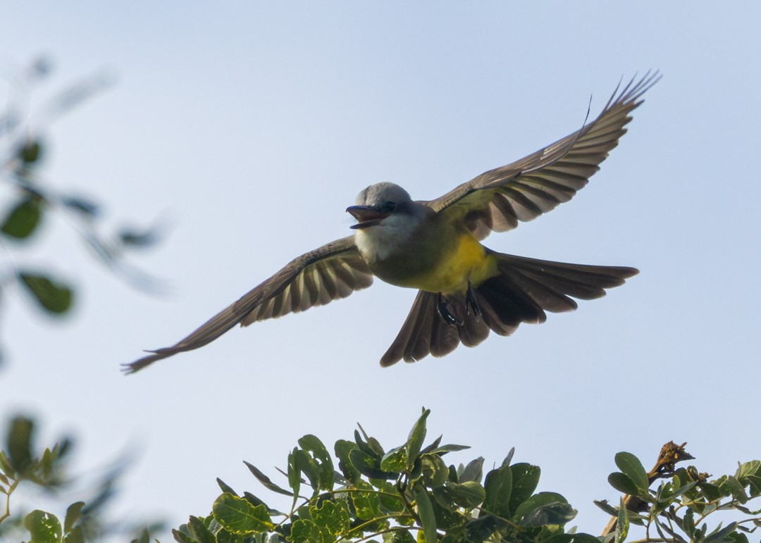 Tropical Kingbird - ML646153917