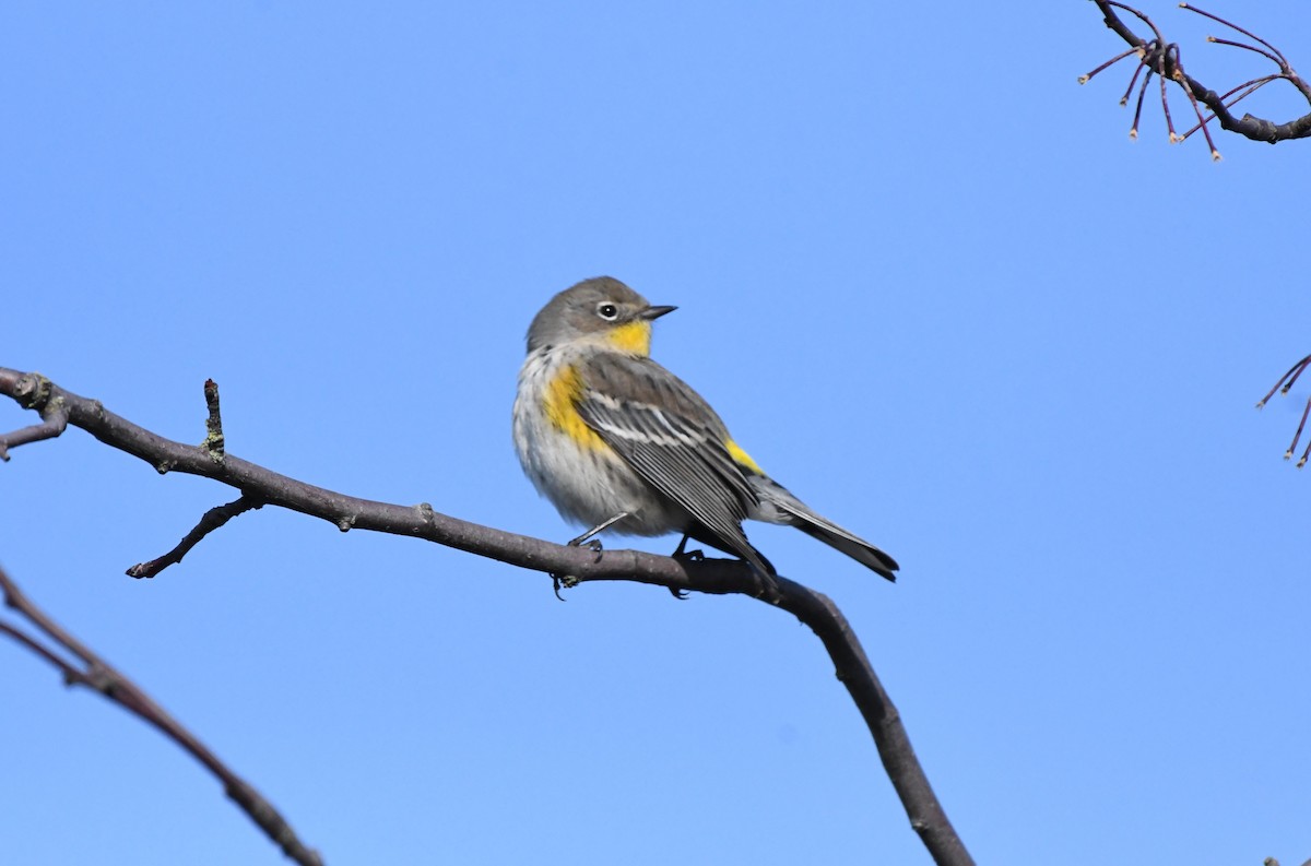 Yellow-rumped Warbler (Audubon's) - ML646153919
