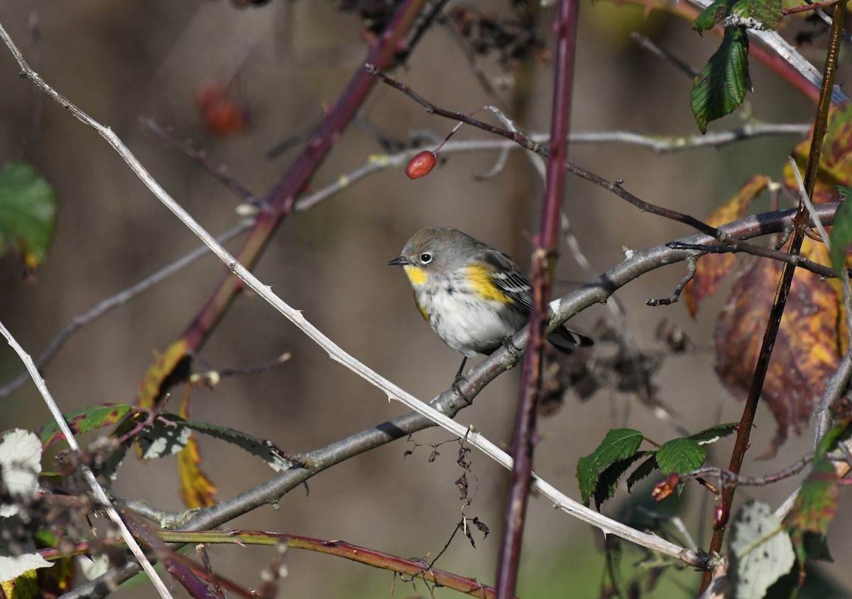 Yellow-rumped Warbler (Audubon's) - ML646153920