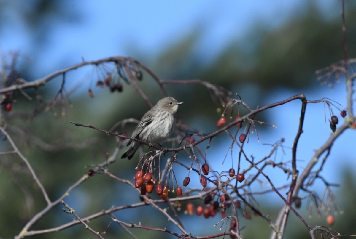 Yellow-rumped Warbler (Audubon's) - ML646153921
