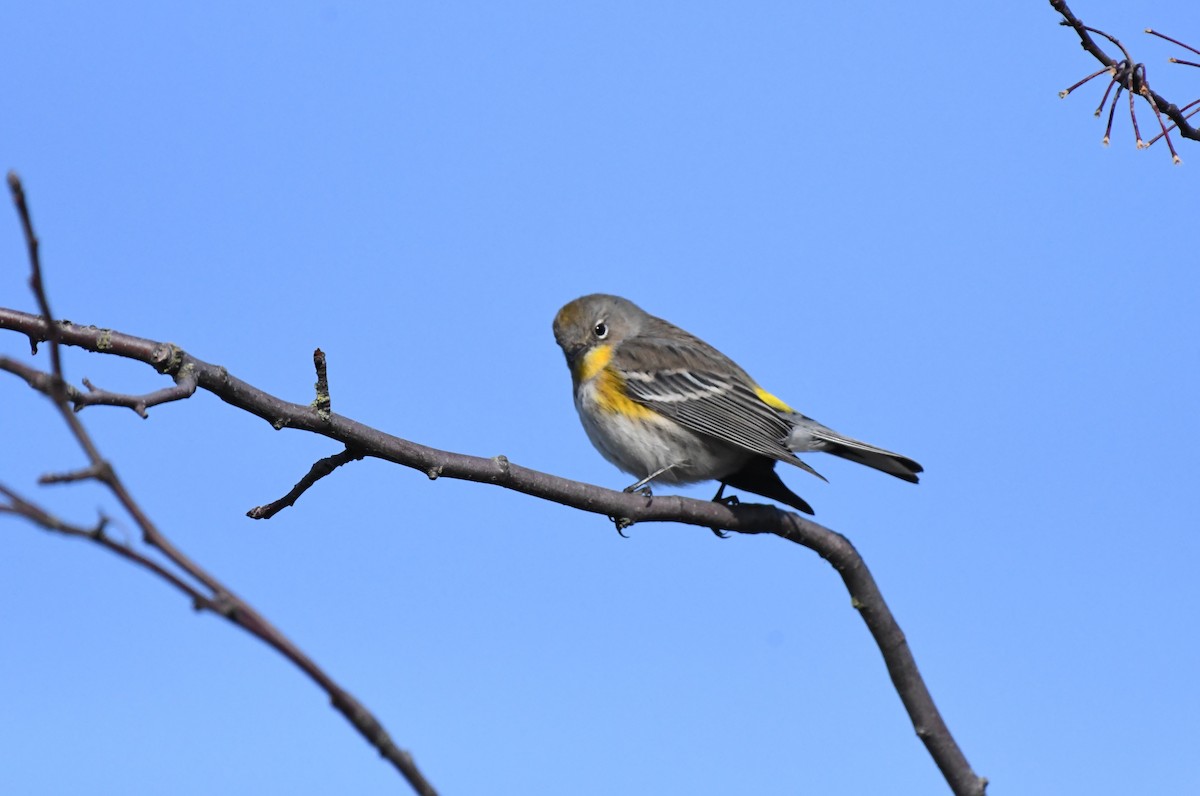 Yellow-rumped Warbler (Audubon's) - ML646153924