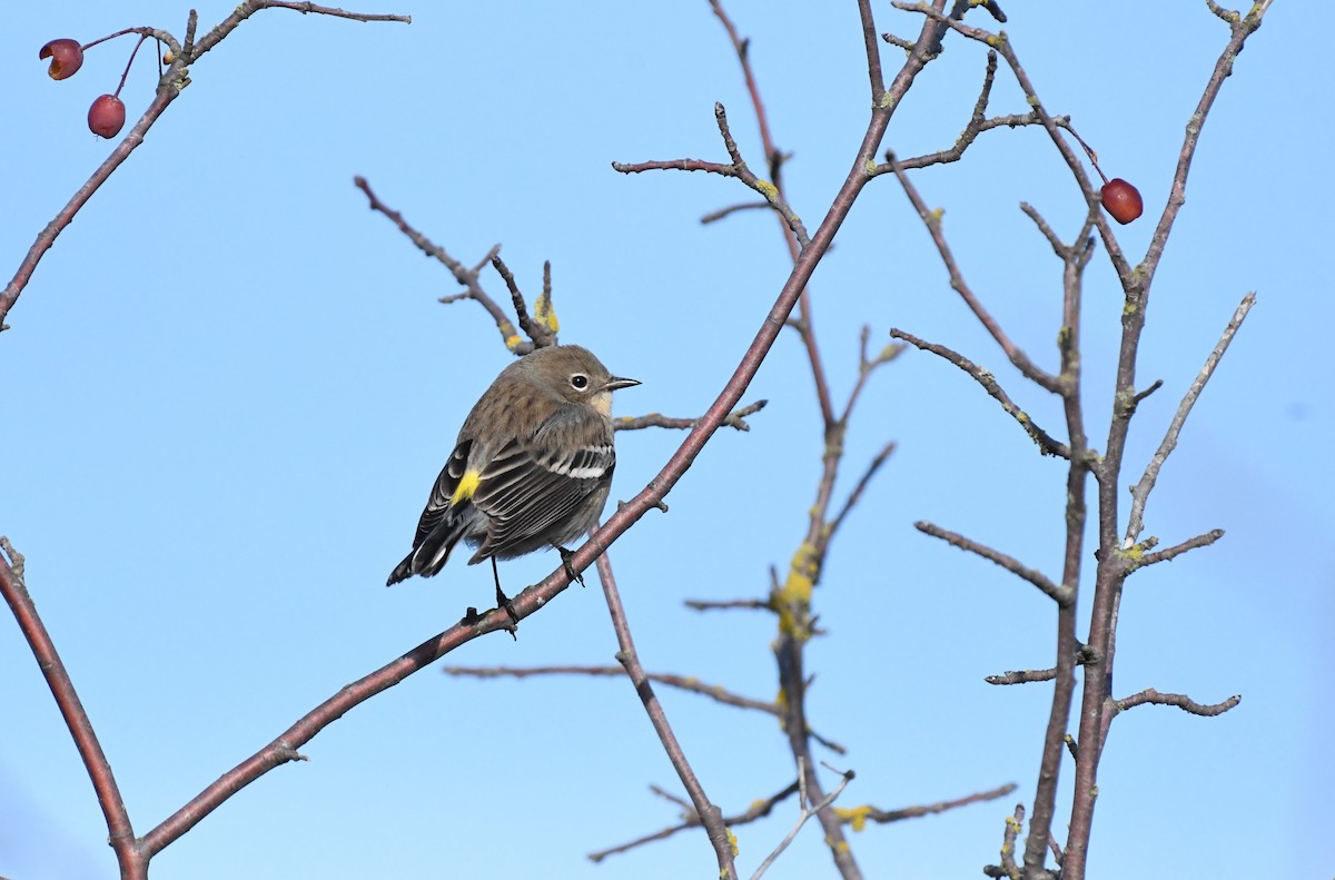 Yellow-rumped Warbler (Audubon's) - ML646153925