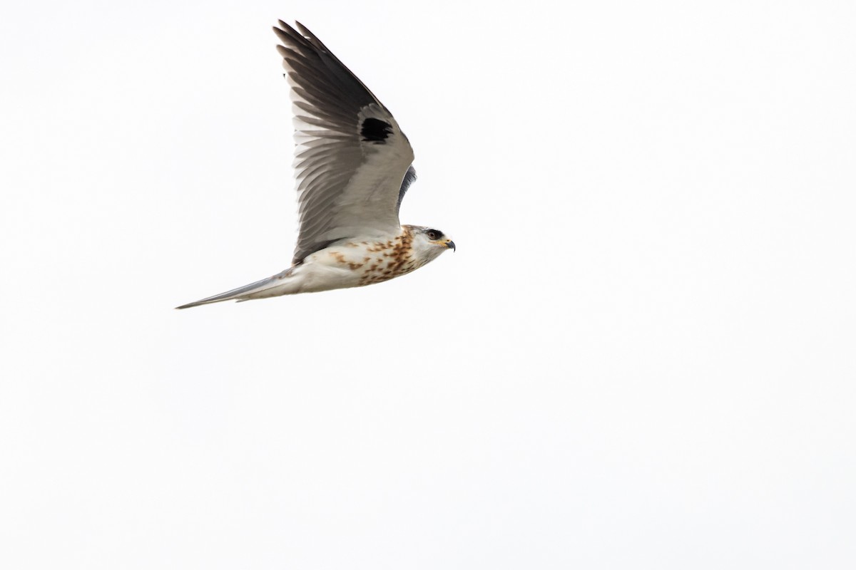 White-tailed Kite - ML646153928