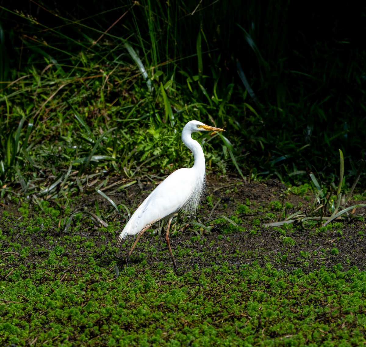 Plumed Egret - ML646153930