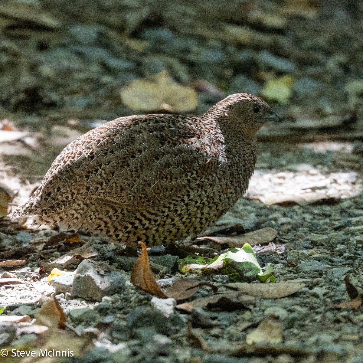 Brown Quail - ML646153931