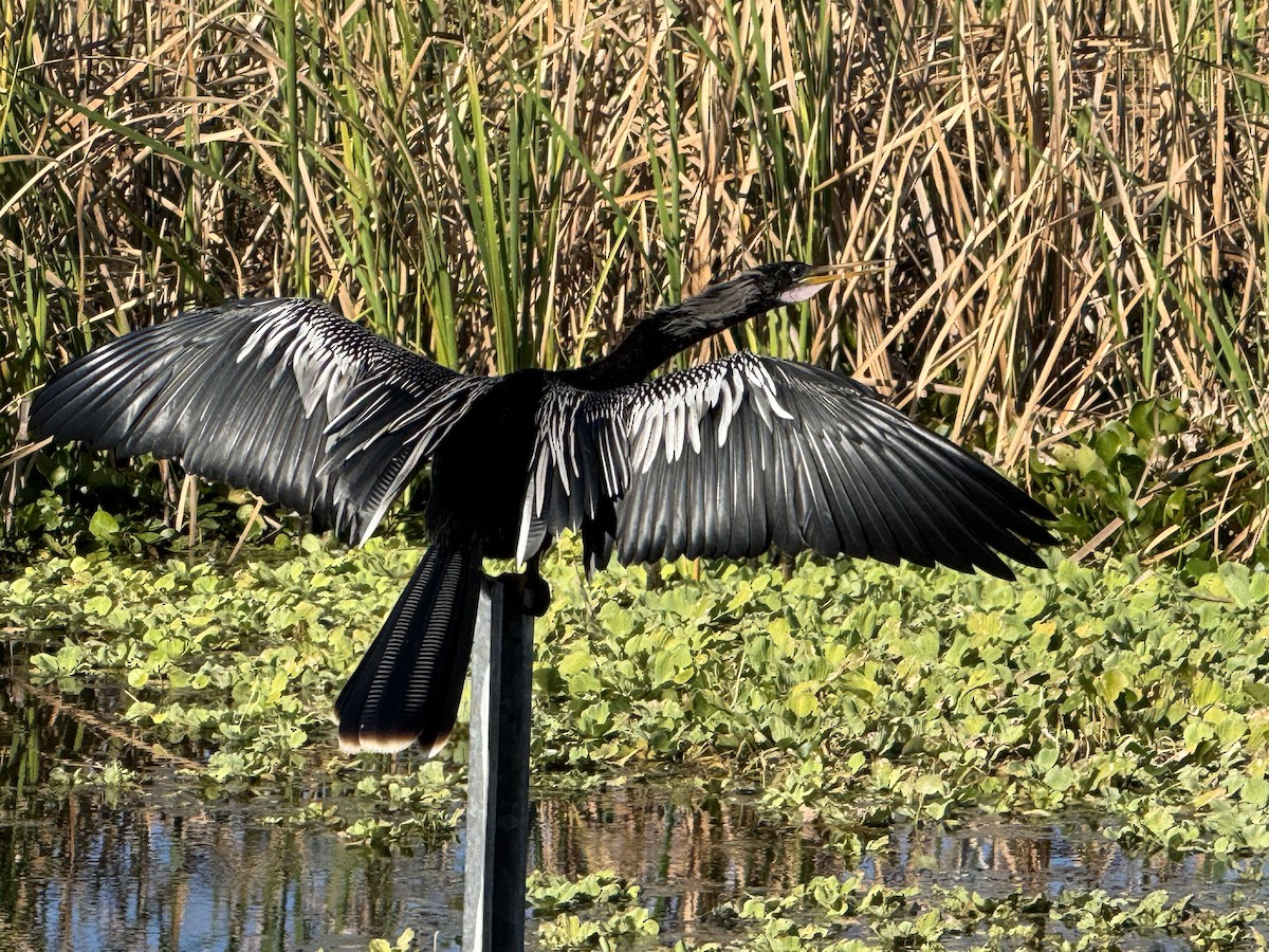 Anhinga - ML646153932