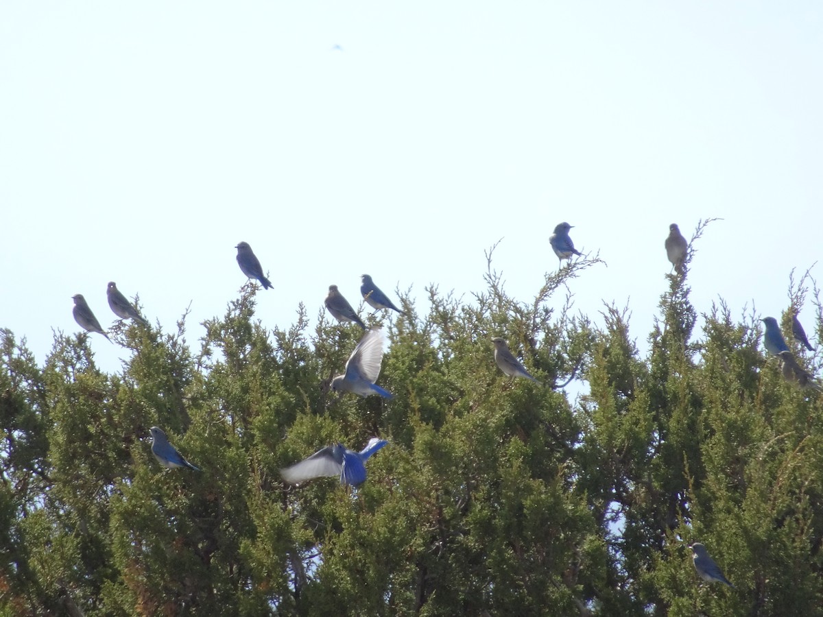 Mountain Bluebird - ML646153935