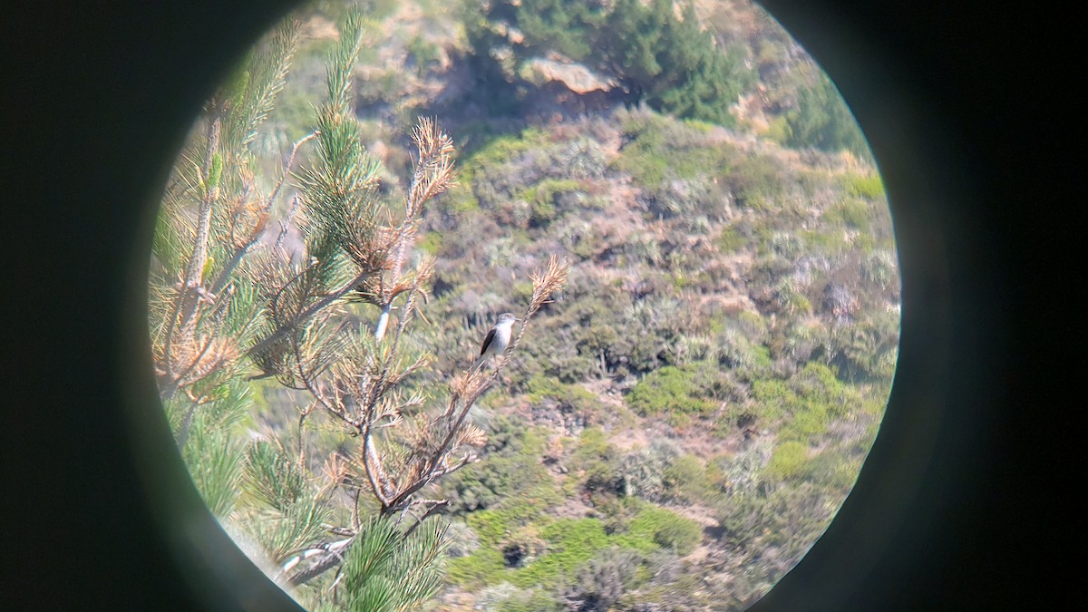 Fire-eyed Diucon - ML646153936