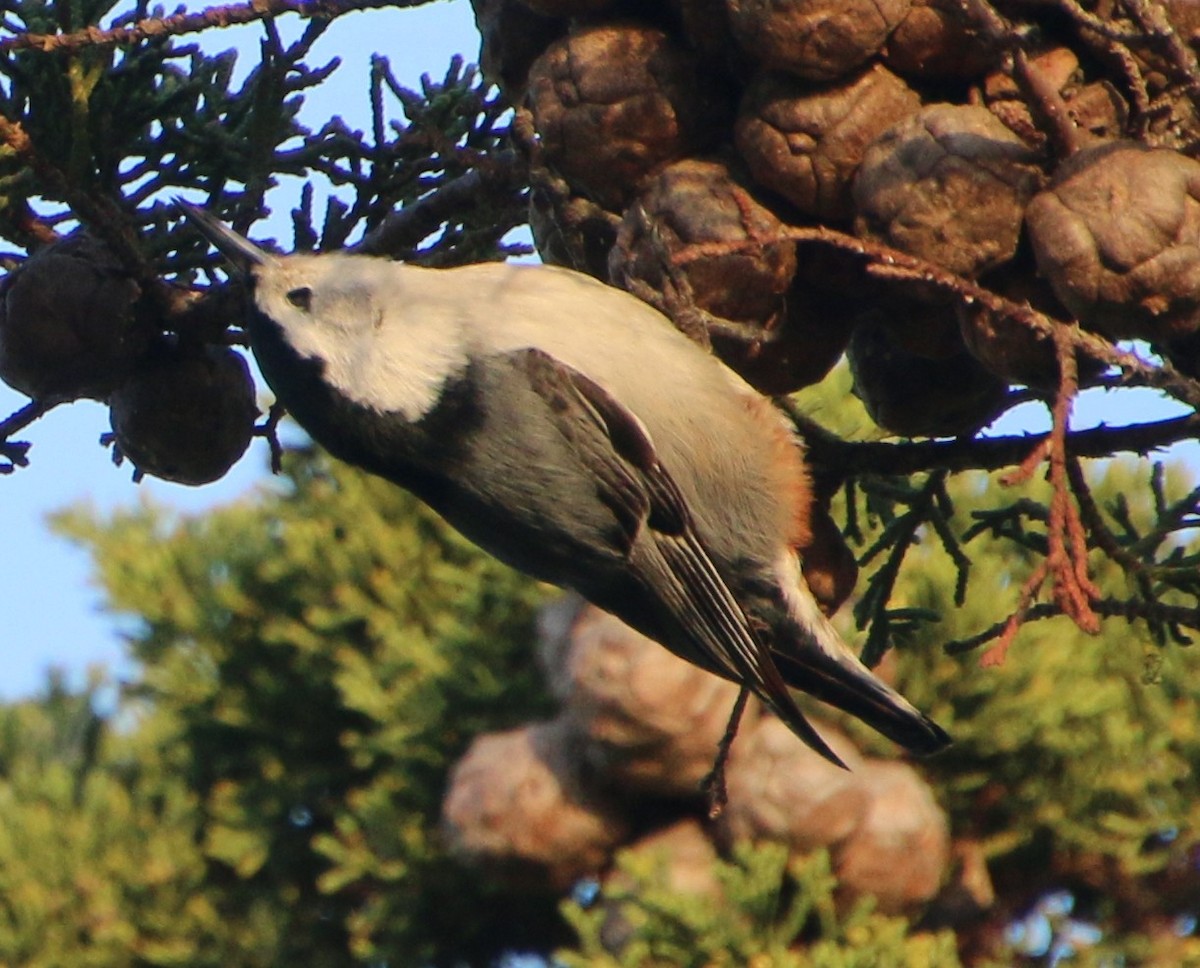 White-breasted Nuthatch - ML646153937