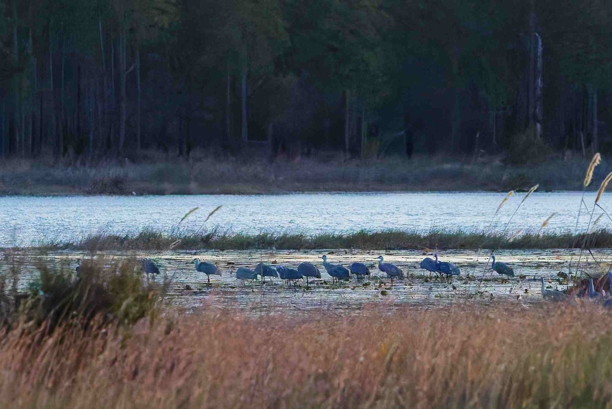 Sandhill Crane - ML646153938