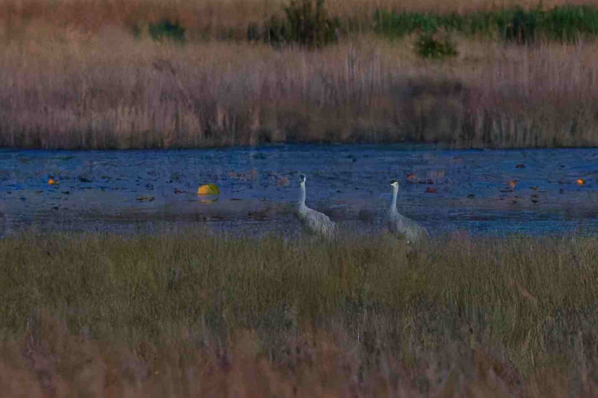 Sandhill Crane - ML646153939