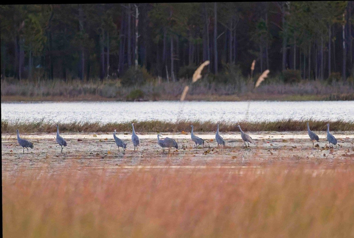 Sandhill Crane - ML646153940